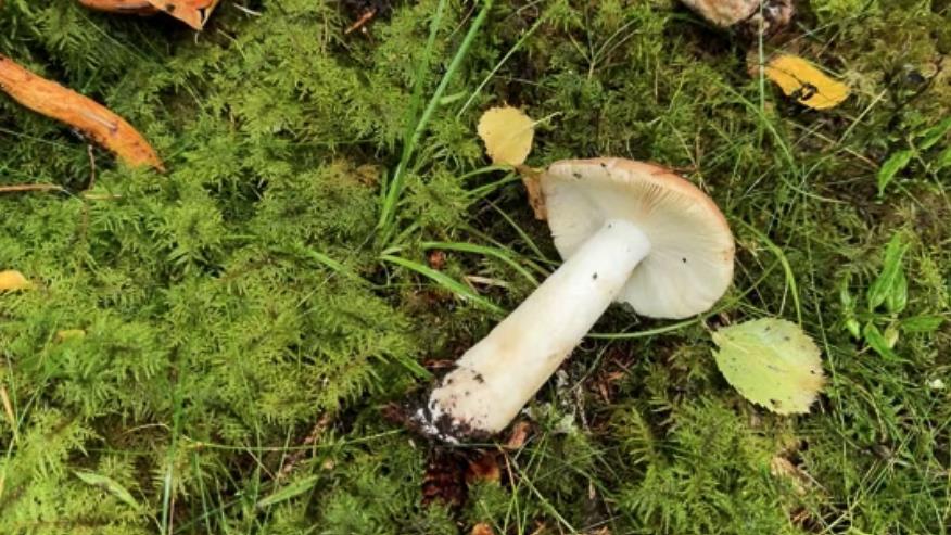 Lenkje til artikkel: Plukkar du sopp? Slik kan du gjera det trygt