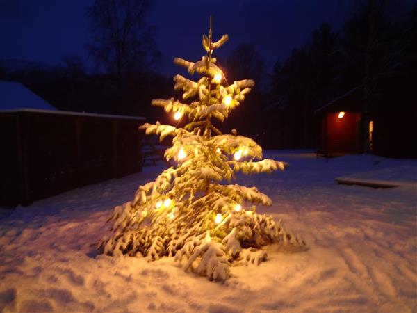 Juletre ute med tente lys - Klikk for stort bilete