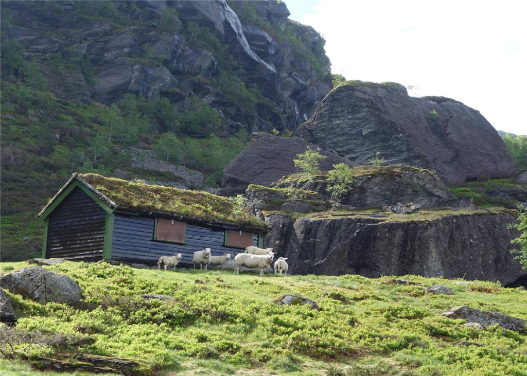 Vegetasjon og beite i fem utmarksområde i Vindafjord og Tysvær - Vindafjord kommune