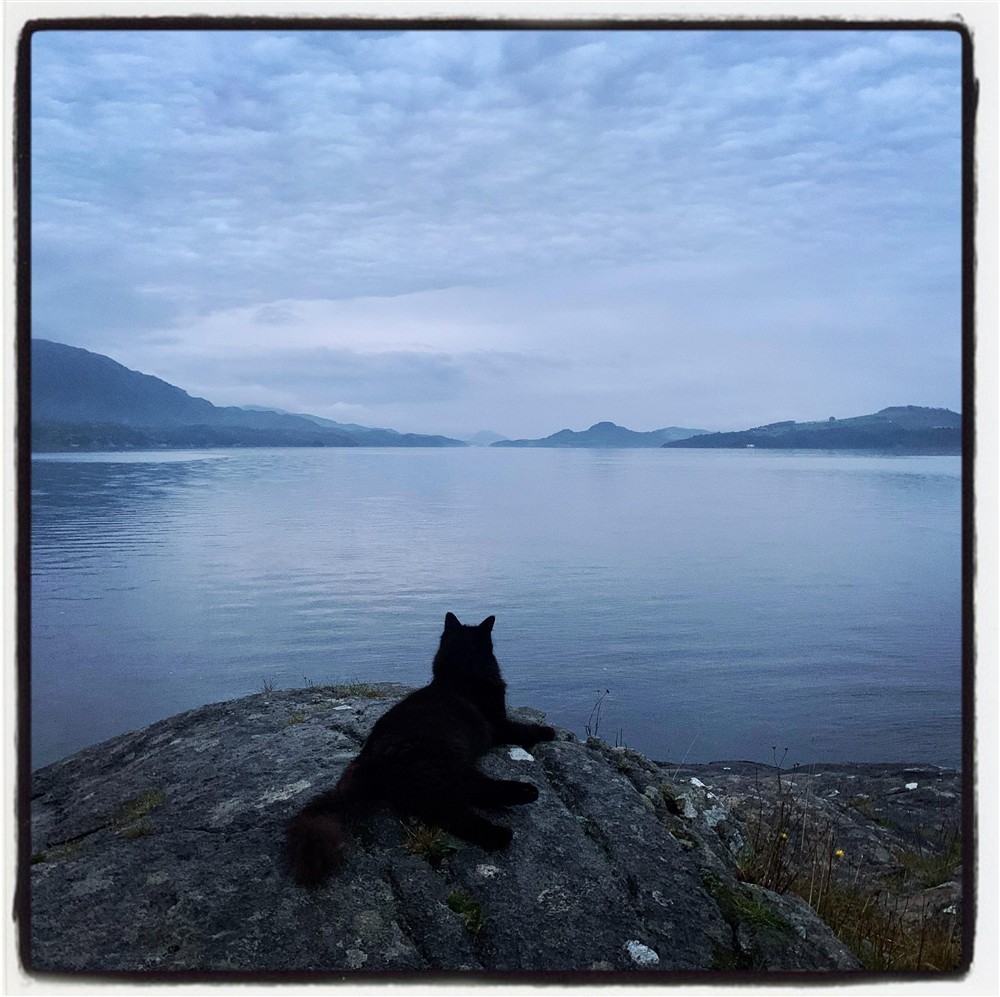 Katt på kveldstur ligg på svaberget og ser ut over Skjoldafjorden. - Klikk for stort bilete
