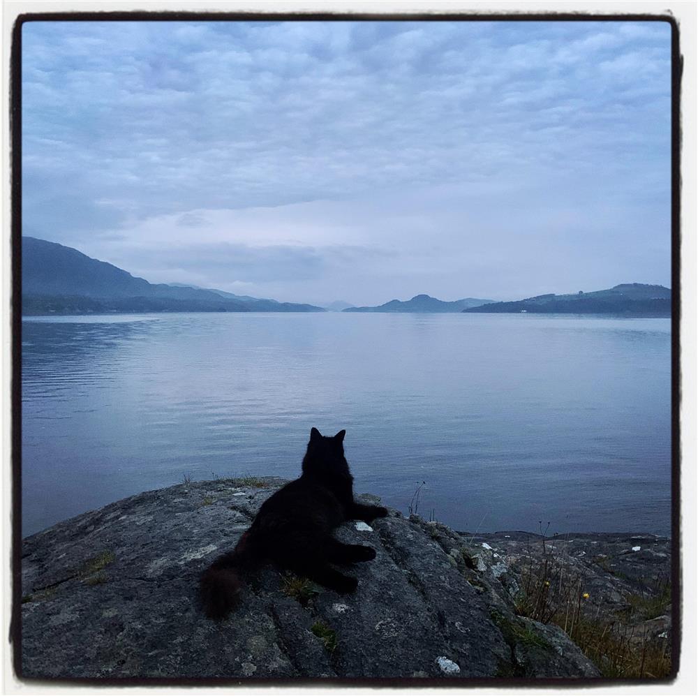 Katt på kveldstur ligg på svaberget og ser ut over Skjoldafjorden. - Klikk for stort bilete